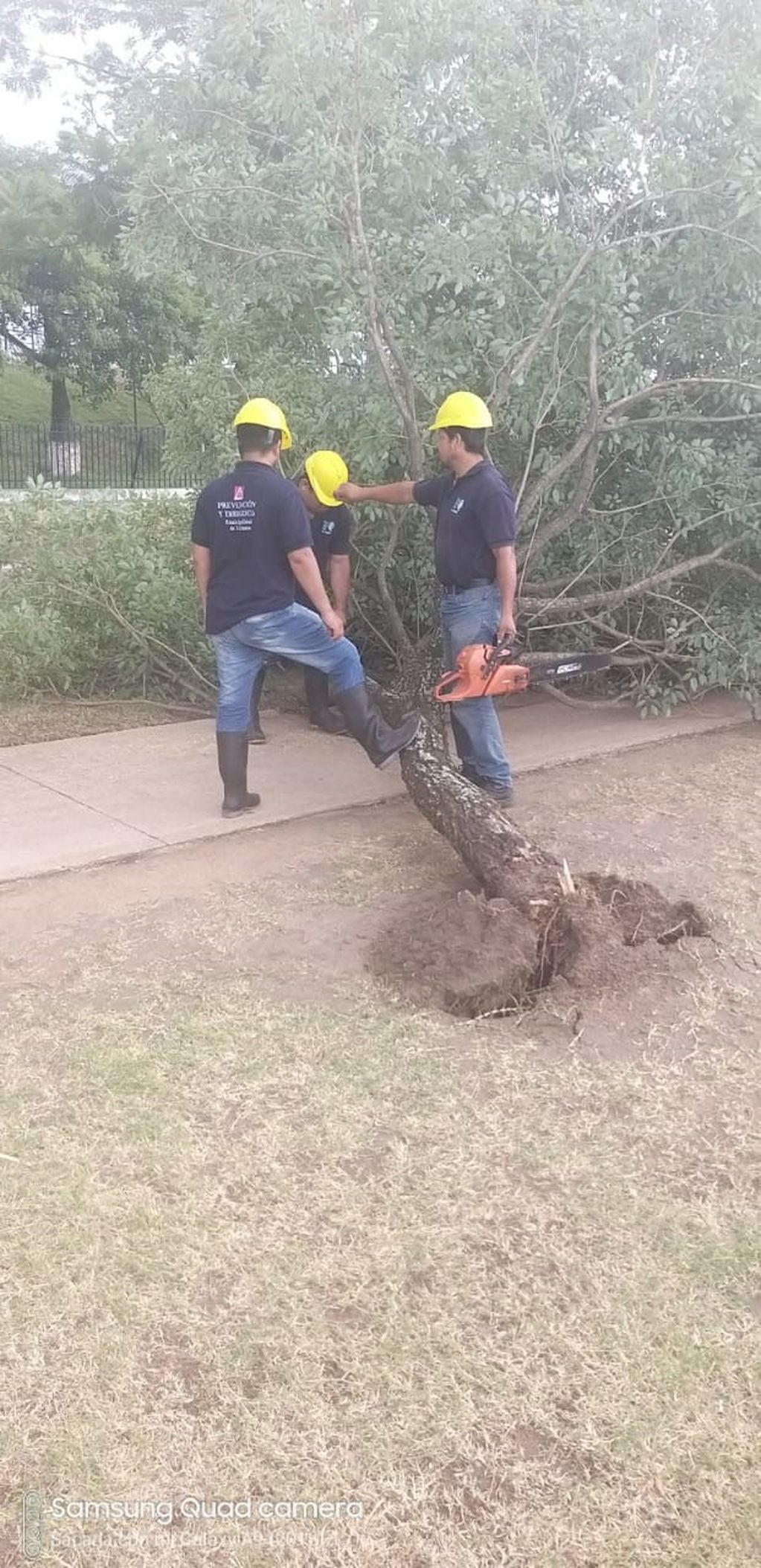 Cuadrillas de la municipalidad trabajo removiendo árboles y ramas caídas