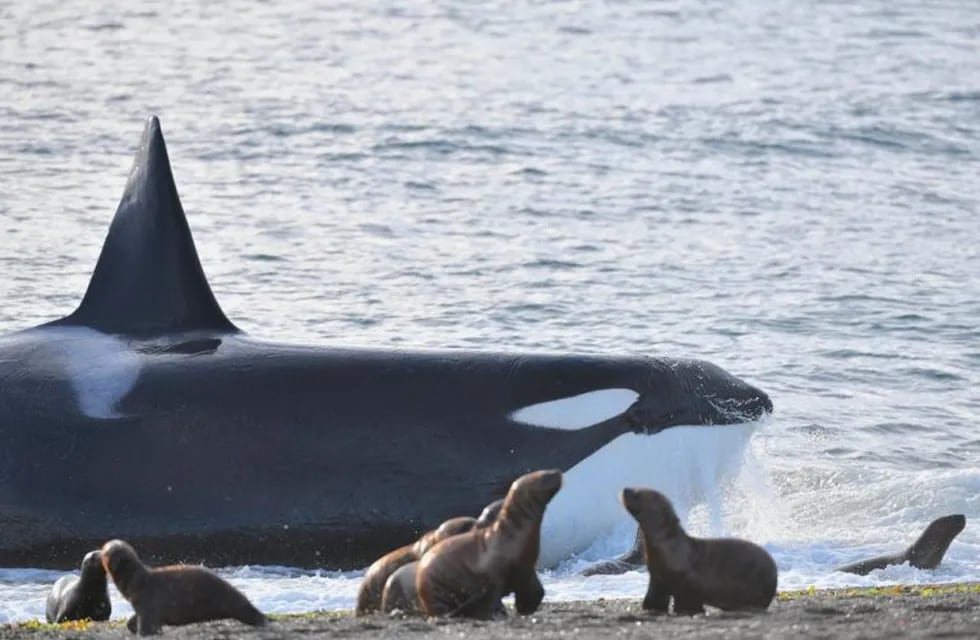 Se abrió la temporada de orcas en Península Valdés.
