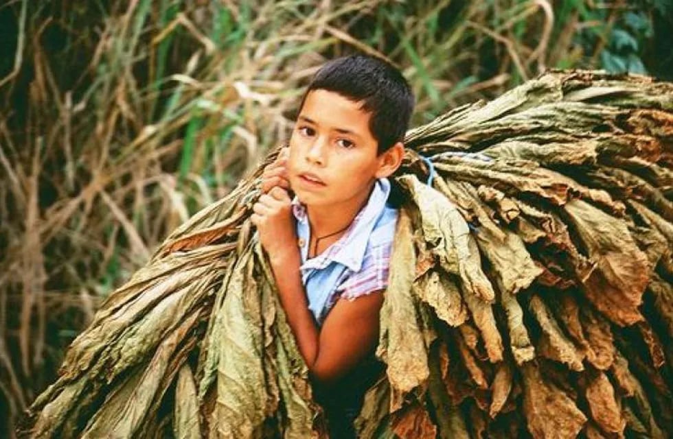 Imagen ilustativa. Trabajo Infantil, producción de tabaco.