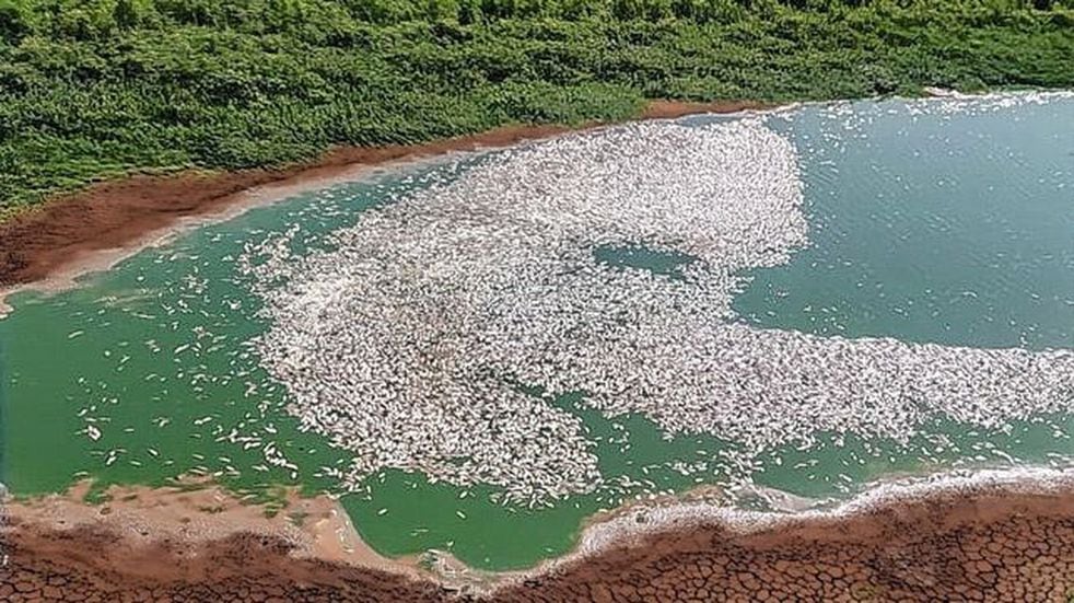 A la falta de agua en el río Paraná, se suma la muerte de millones de peces.