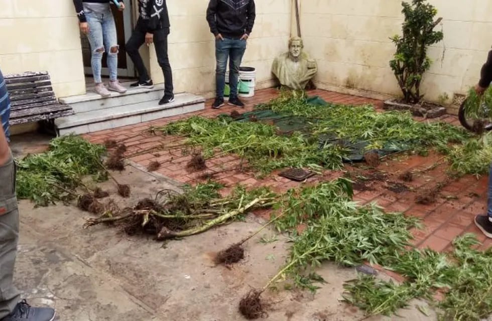 Secuestraron 34 plantas de marihuana en Echevarría al 600. (@minsegsf)