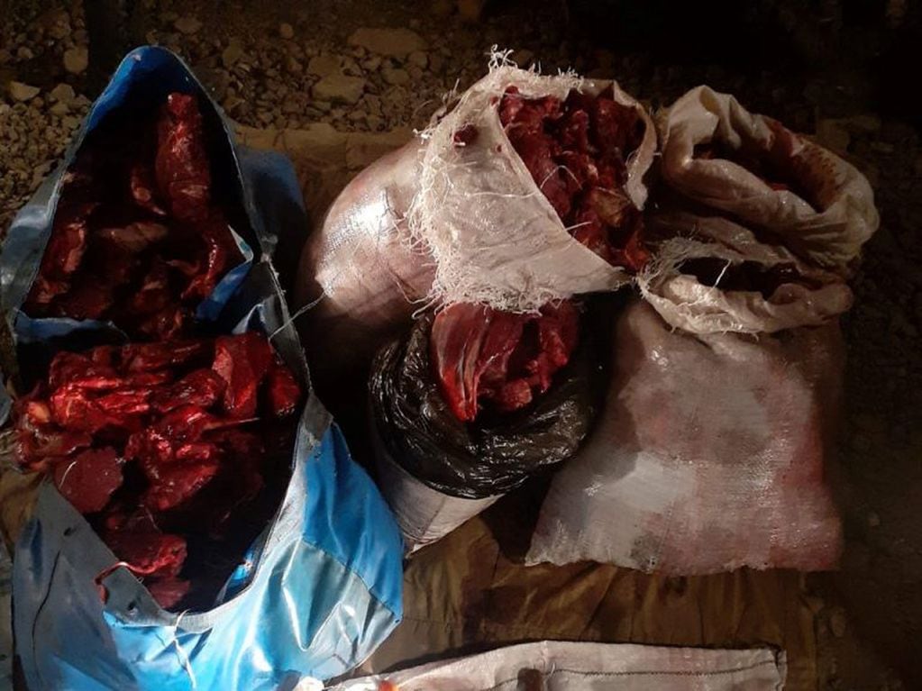Cazadores furtivos detenidos con 300 kilos de carne de guanaco.