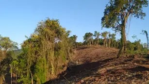 Guardabosques frenaron desmonte ilegal en Colonia Guatambú
