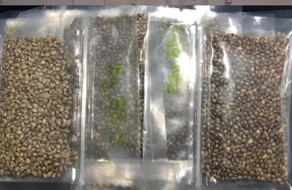 semillas para el cultivo cannabis con fines medicinales en Jujuy
