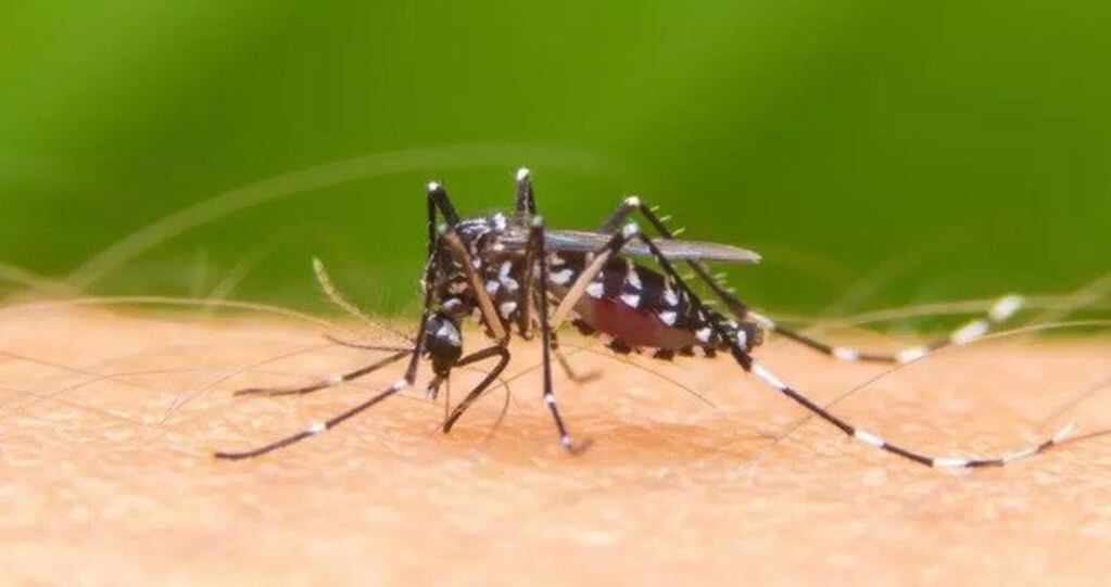 Aedes aegypti mosquito vector del dengue. (Itapúa)