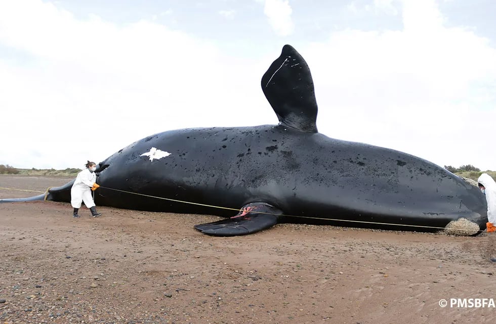 El ICB confirmó que ascendió a 30 el número de ballenas muertas en el Golfo Nuevo.