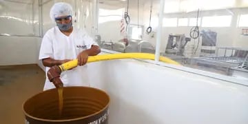 La sala de extracción de miel en San Rafael proceso unos 50.000 kilos