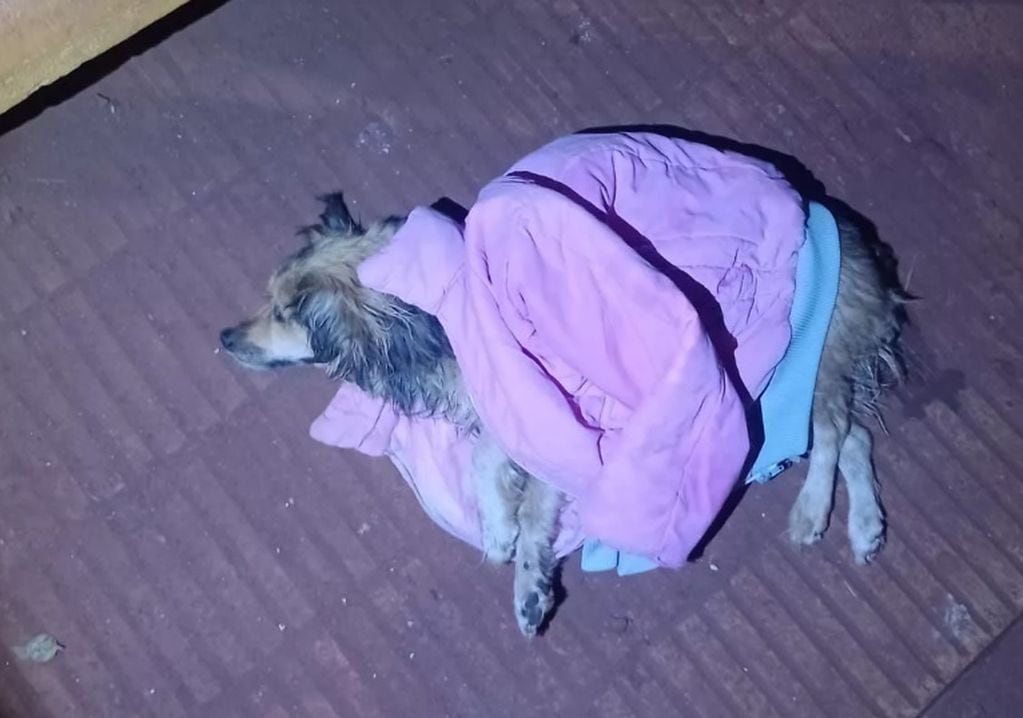 Eldorado: policías asistieron a un perro que fue arrollado por un vehículo que huyó de la escena.