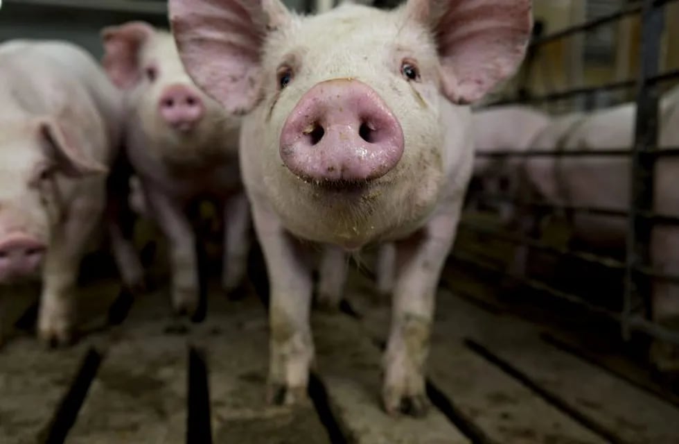 A three-month-old pig stands in a pen at the Paustian Enterprises farm in Walcott, Iowa, U.S., on Tuesday, April 17, 2018. China last week announced $50 billion worth of tariffs on American products including soybeans and pork in retaliation for President Trump's plan to impose duties on 1,333 Chinese products. Photographer: Daniel Acker/Bloomberg eeuu iowa  granja criadero de cerdos en iowa ganaderia porcinos