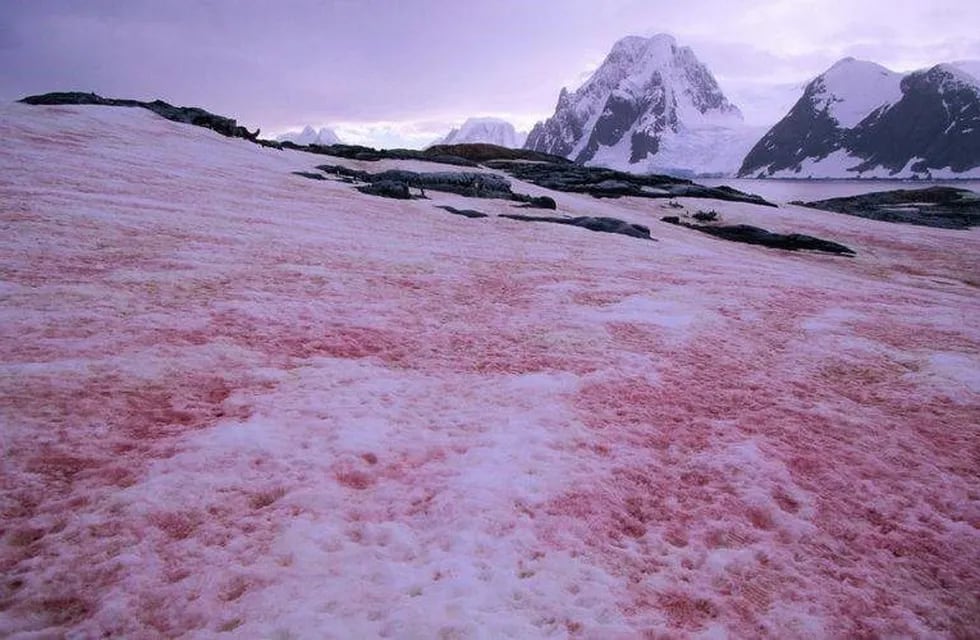 Nieve Rosa en La Antártida