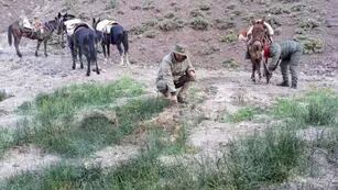 Hallaron una plantación de marihuana en plena Cordillera de San Juan