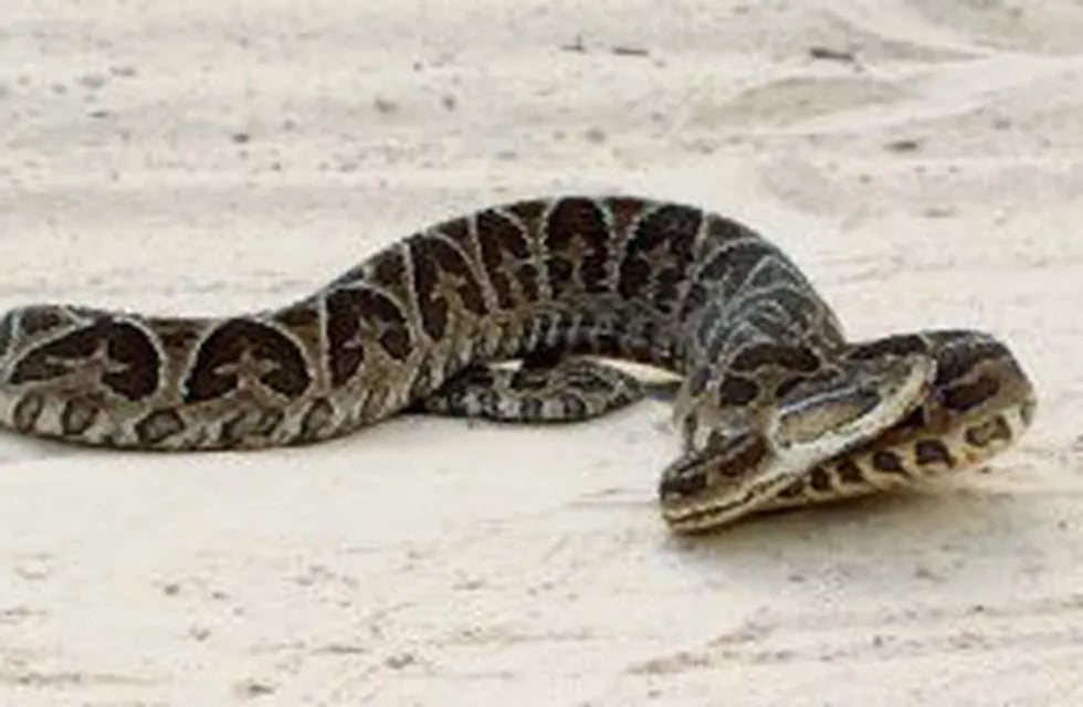 La serpiente se encontraba en las su00e1banas de la pequeu00f1a.