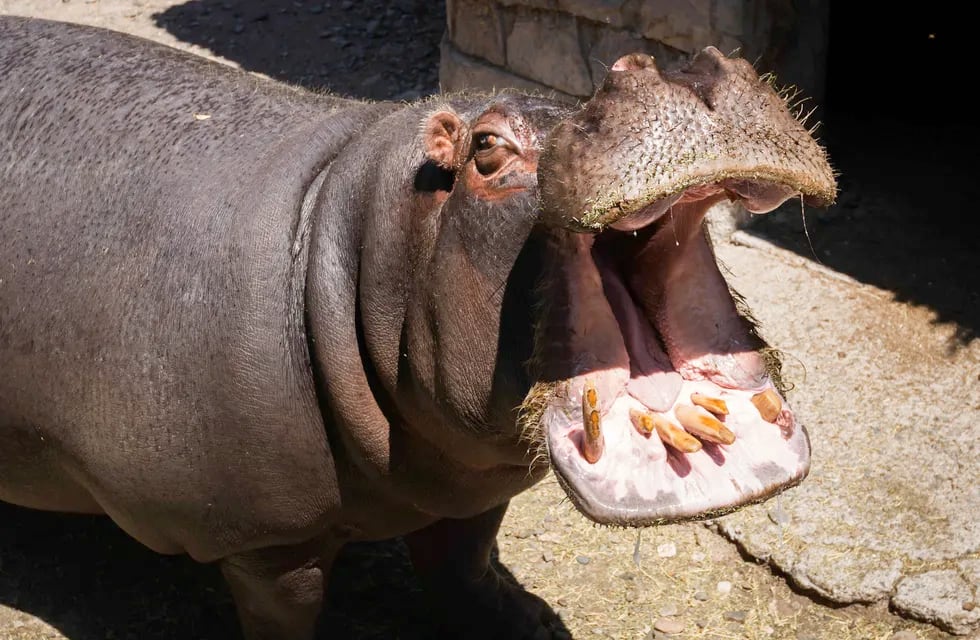 Sus cuidadores la llamaban la Nena, falleció esta madrugada la hipopótamo más geronte del Ecoparque mendocino. Ignacio Blanco / Los Andes