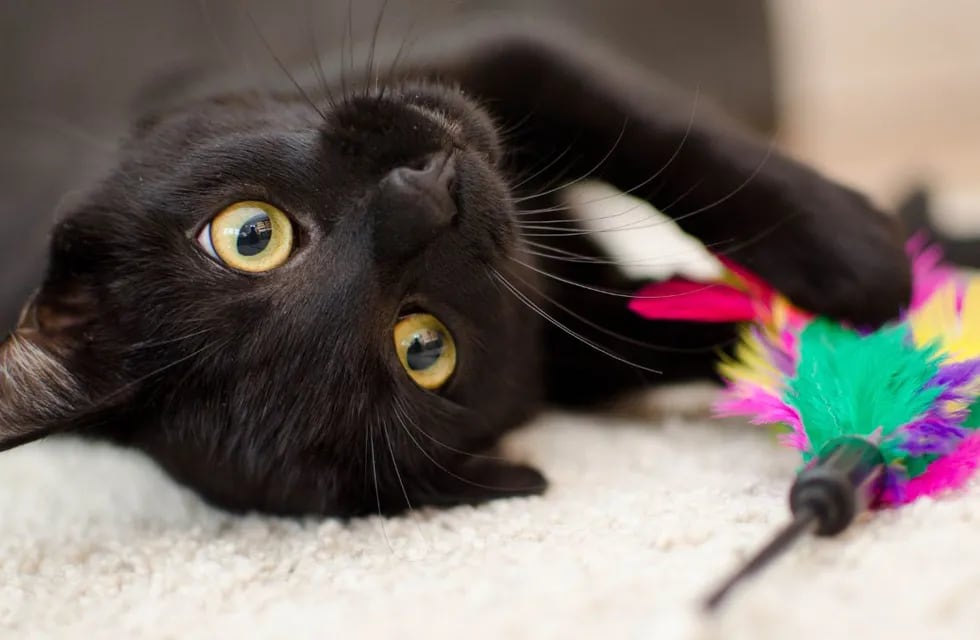 Halloween, brujas y la mala suerte: la verdadera historia detrás de los gatos negros.