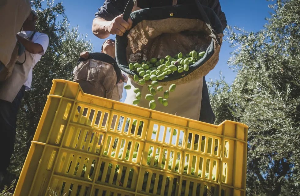 Familia Zuccardi     
Cosecha de olivas para producción de aceite de oliva
Foto: Ignacio Blanco / Los Andes