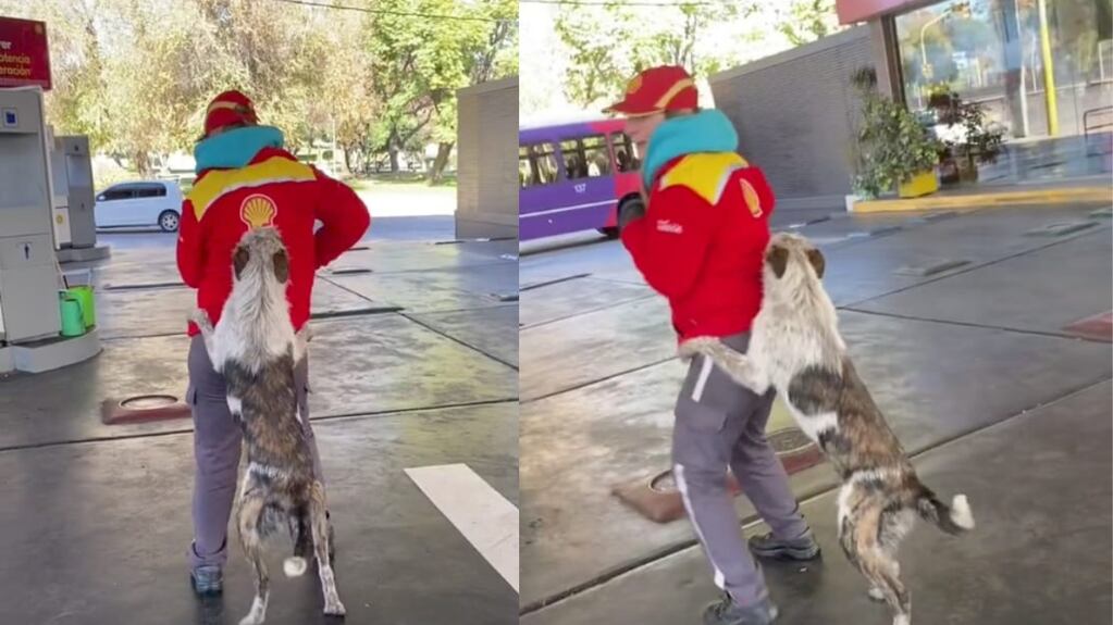 El divertido video de un perrito “tirándose unos pasos”en una estación de servicio de Mendoza que se volvió viral
