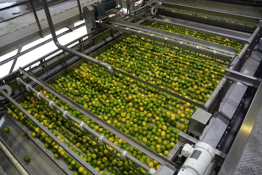 Este año Ledesma exportó limones frescos a Estados Unidos por primera vez en su historia y empezó a producir limones en Tucumán.