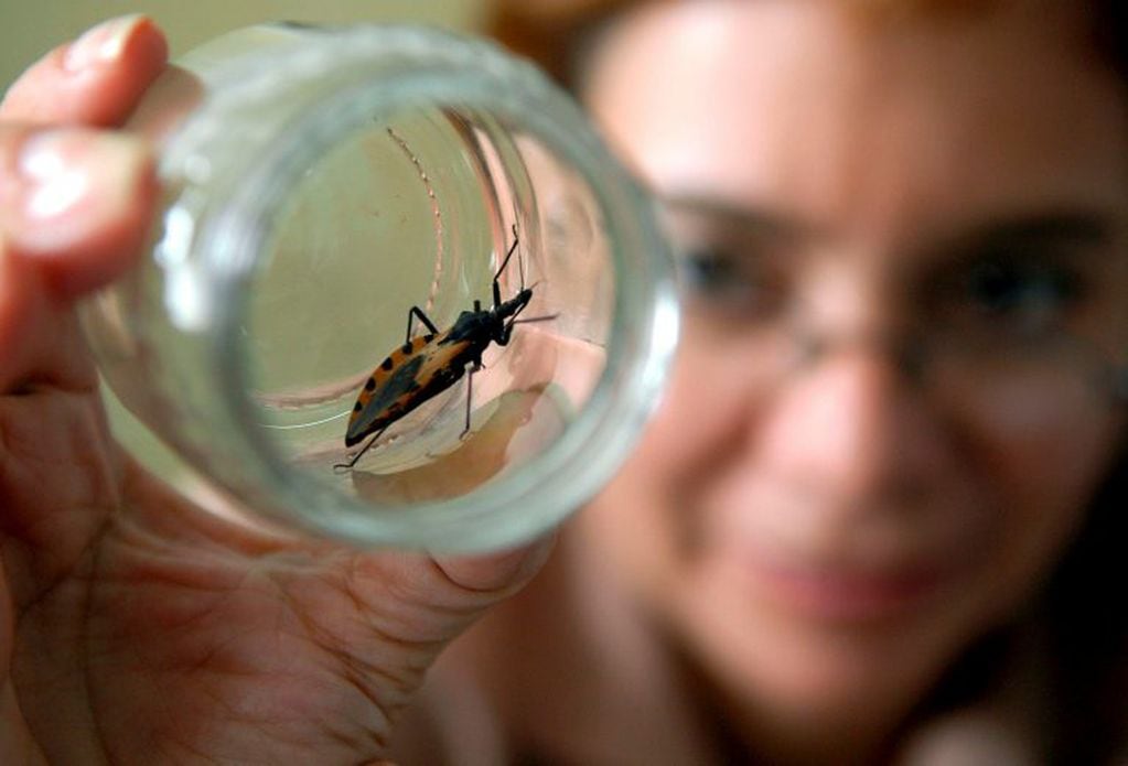 La enfermedad del Chagas es contagiada por insectos.