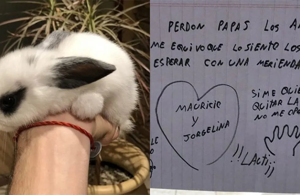 Un nene compro un conejo a escondidas y se arrepintió con una tierna carta a sus padres
