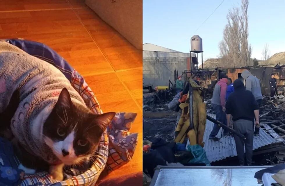 su gata la despertó y la salvó cuando se desató el incendio en su casa de Comodoro Rivadavia.