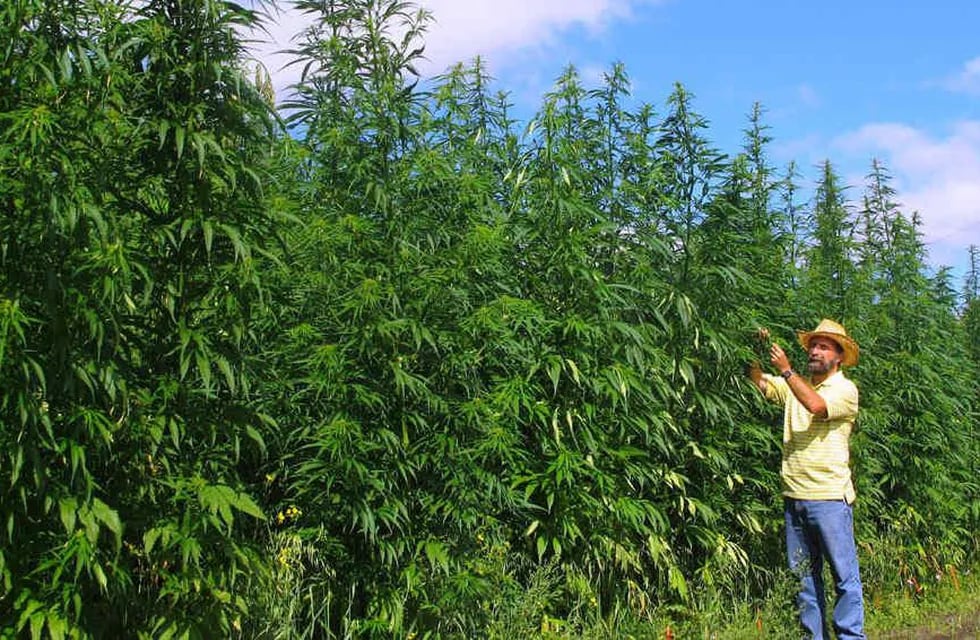 En Mendoza ya existen seis proyectos para la producción de cannabis medicinal. Gentileza