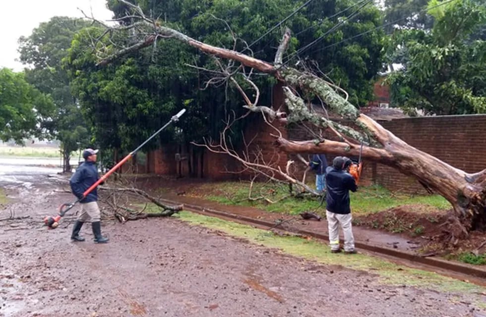 Posadas: tormenta y fuertes vientos provocaron la caída de árboles