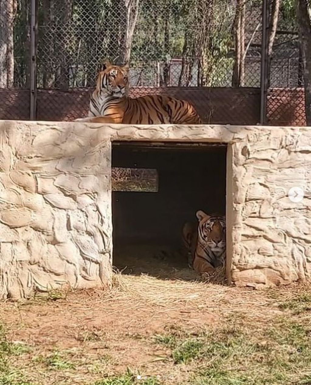 Sandro y Mafalda. Cómo están los tigres del tren de San Luis en su nuevo hogar.