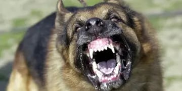 Feroz ataque de un perro a una nena en Tunuyán