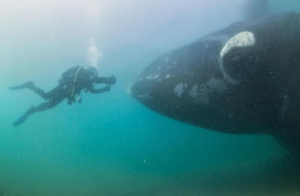 Se debate el buceo con ballenas en Puerto Madryn.