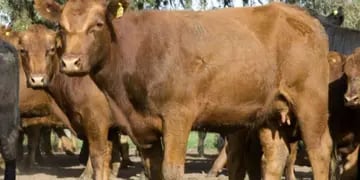 Eldorado: productor del agro denuncia el robo de cientos de cabezas de ganado