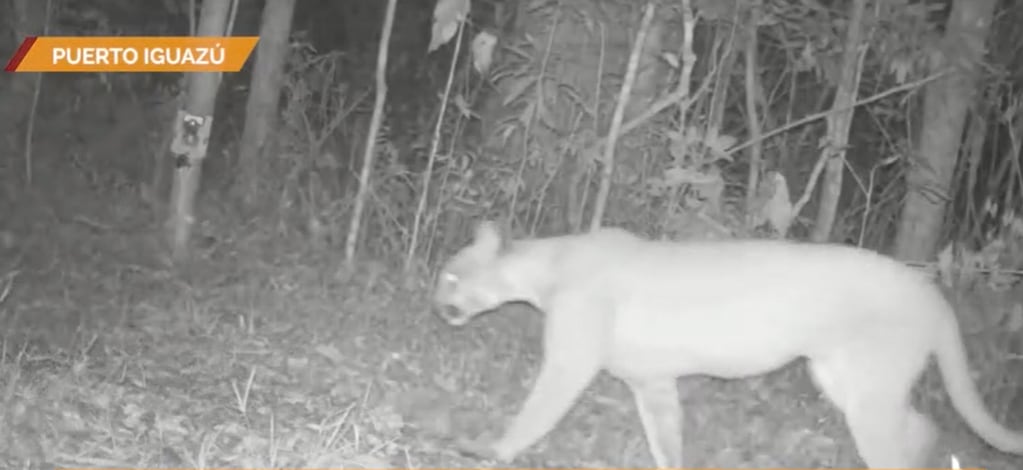 Captan a un puma “asustado” por el flash de una cámara trampa.