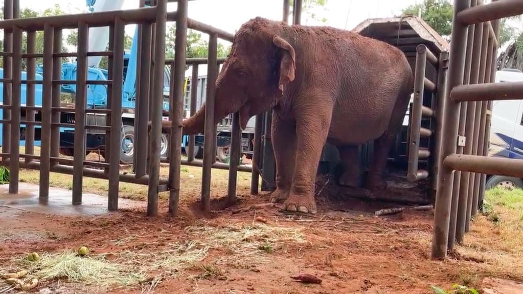 Las elefantas Pocha y Guillermina llegaron al santuario en Brasil. Pocha es la primera en salir a reconocer el nuevo hogar.