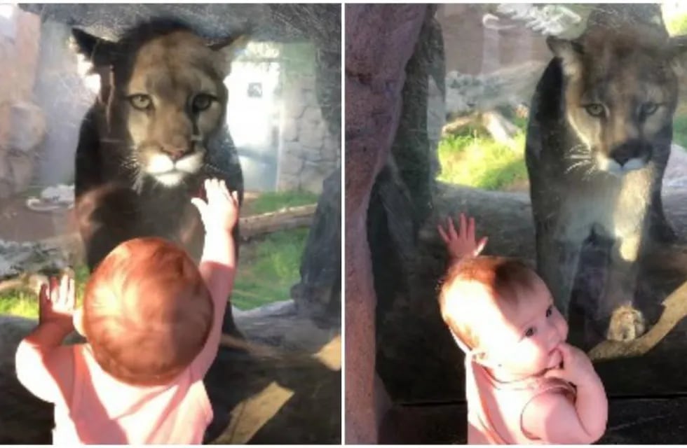 Bebé se encuentra cara a cara con un león