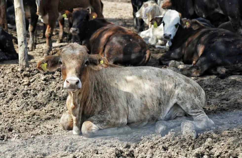 El objetivo principal es generar más producción cárnica bovina en la provincia.