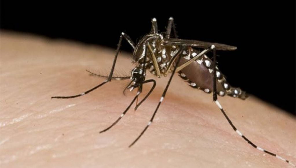 Mosquito, principal vector de transmision del dengue.