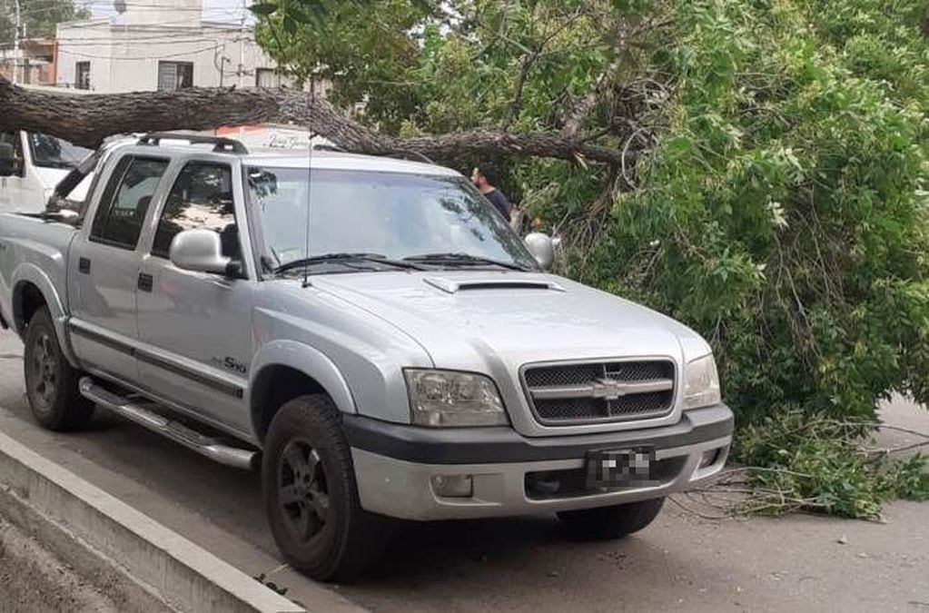 Árbol cayó sobre una camioneta en Tunuyán