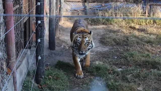 Rescataron un tigre de Bengala cautivo en un campo de Maggiolo