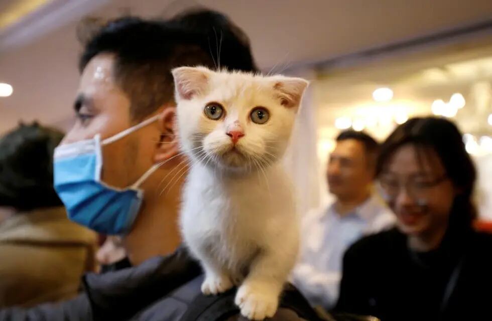 Vietnam realizó el primer concurso nacional de gatos. (REUTERS)