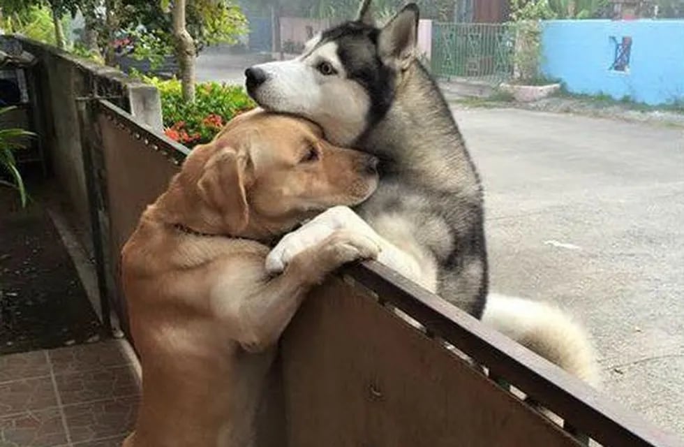Tremenda imagen, los perros amigos que se consuelan.