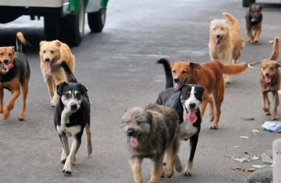 Perros callejeros. (Foto: web).