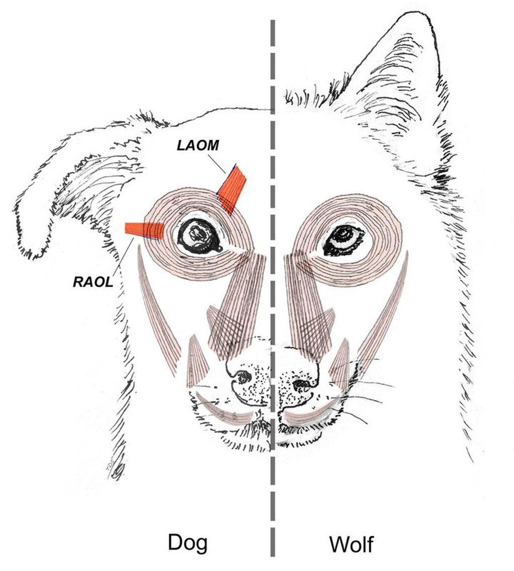 Un dibujo que compara los músculos presentes en la cabeza de un perro y de un lobo (Foto: AP)
