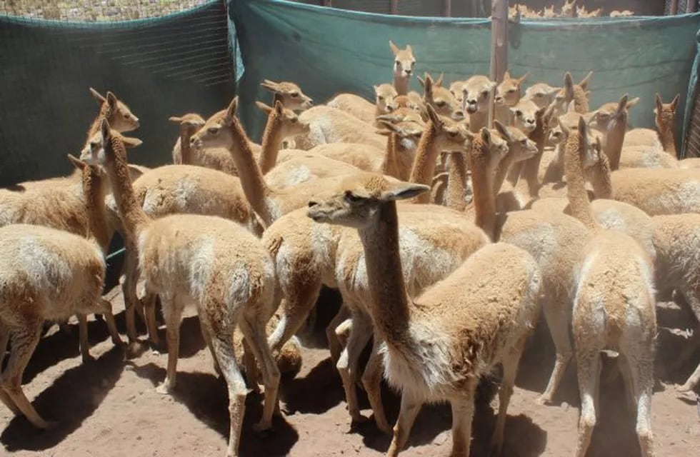 Esquila sustentable de vicuñas en silvestria, en Jujuy