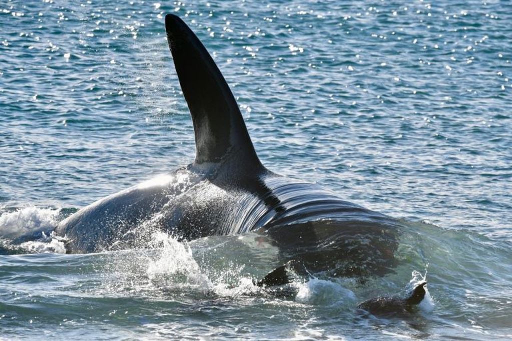 Cada año las orcas arriban a la zona.