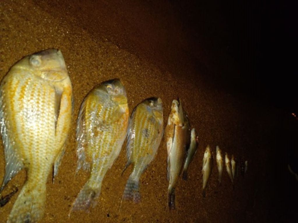 Hallan una serie de peces muertos en El Brete de la ciudad de Posadas.