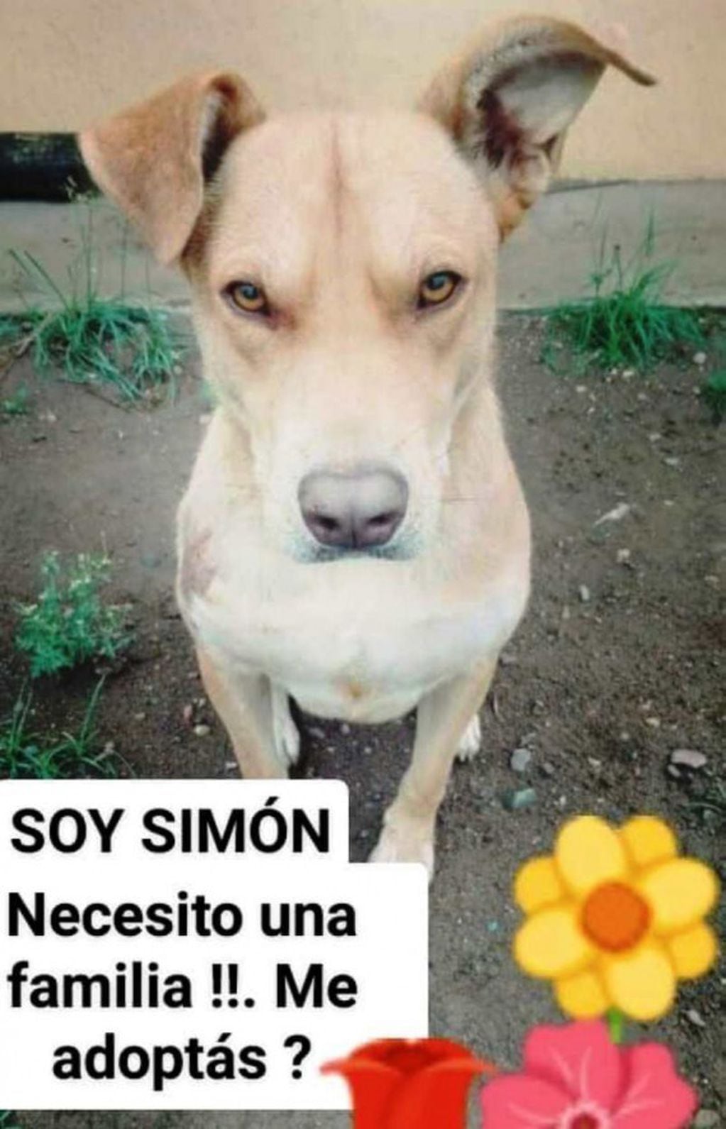 Simon busca un hogar tras recuperarse del criminal ataque sufrido en agosto pasado.