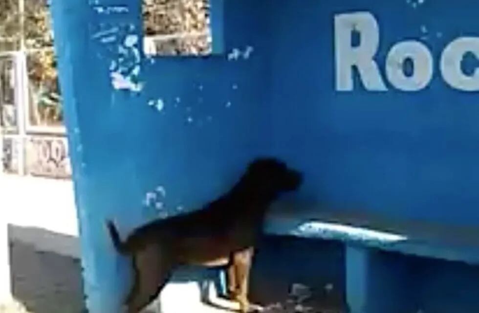 Chicho, el perro que lleva tres días mirando una pared. (Foto: Captura de video)
