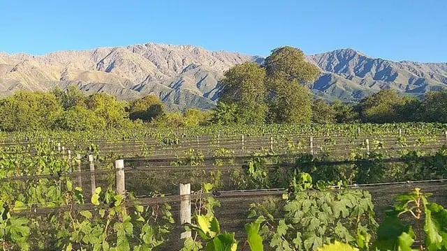 Viarago, viñedo y bodega cordobesa.