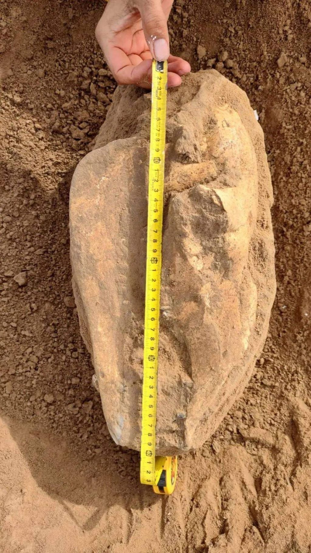Según especialistas: "El hallazgo es muy importante y no se tiene registros paleontológicos en la zona de un cráneo tan completo"