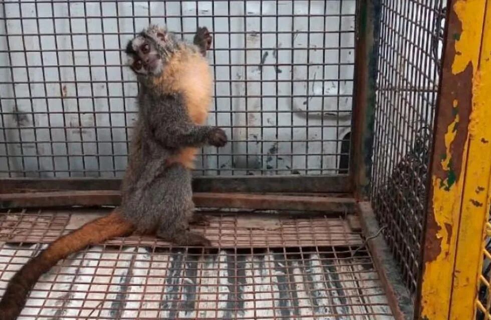 Se trata de un ejemplar de mono Mirikina que fue robado del actual Parque de la Biodiversidad.