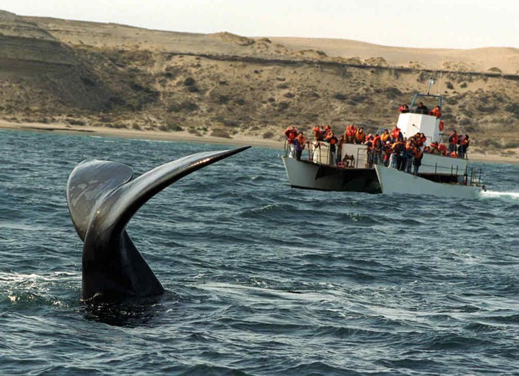 PENÍNSULA DE VALDÉS. Es común ver avistajes de ballenas francas australes en primavera (La Voz/ Archivo).